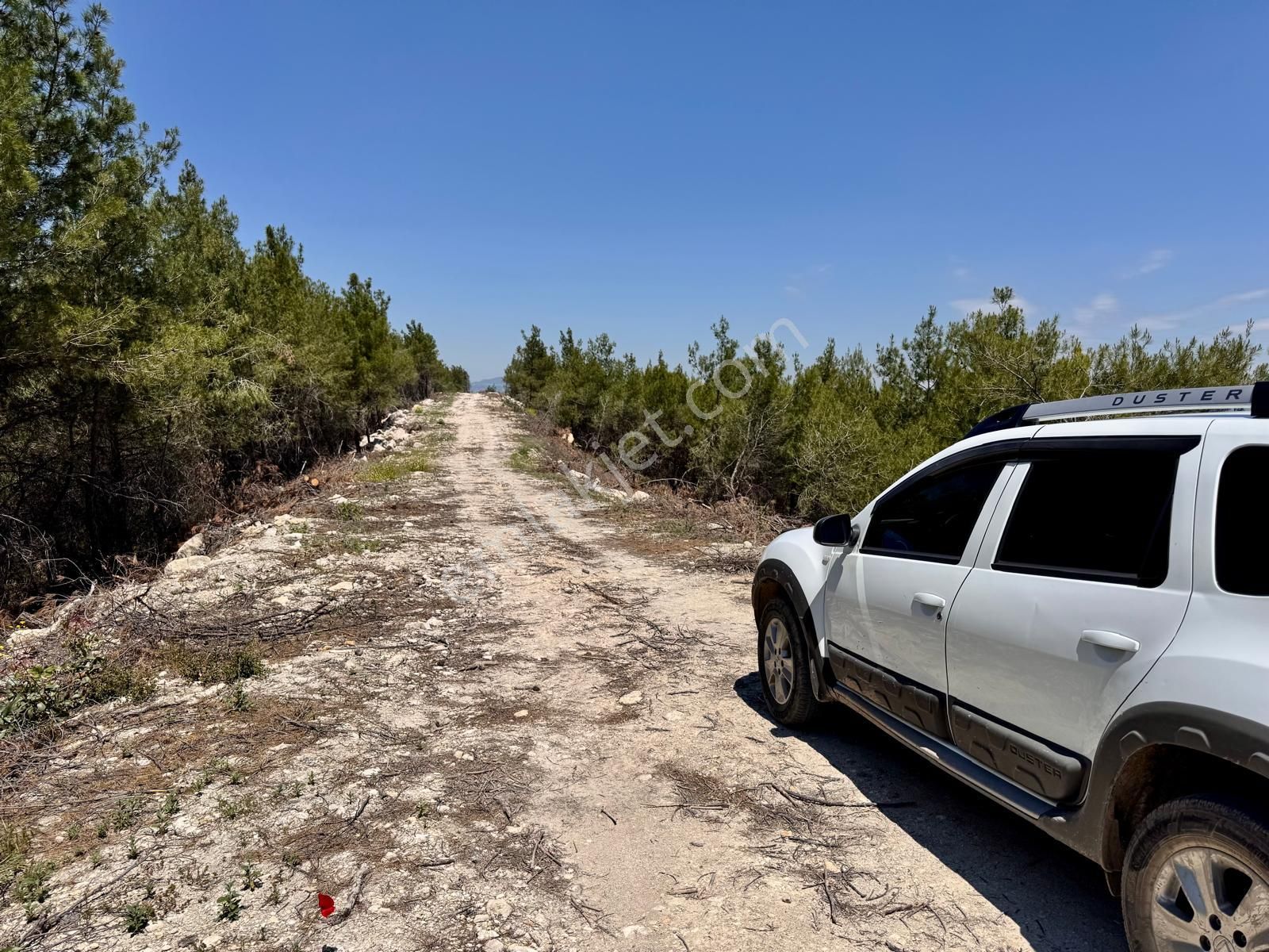 Manisa Gözlet De 5.800 M2 Zeytinlik , 140 Adet Trilye - Görsel 2
