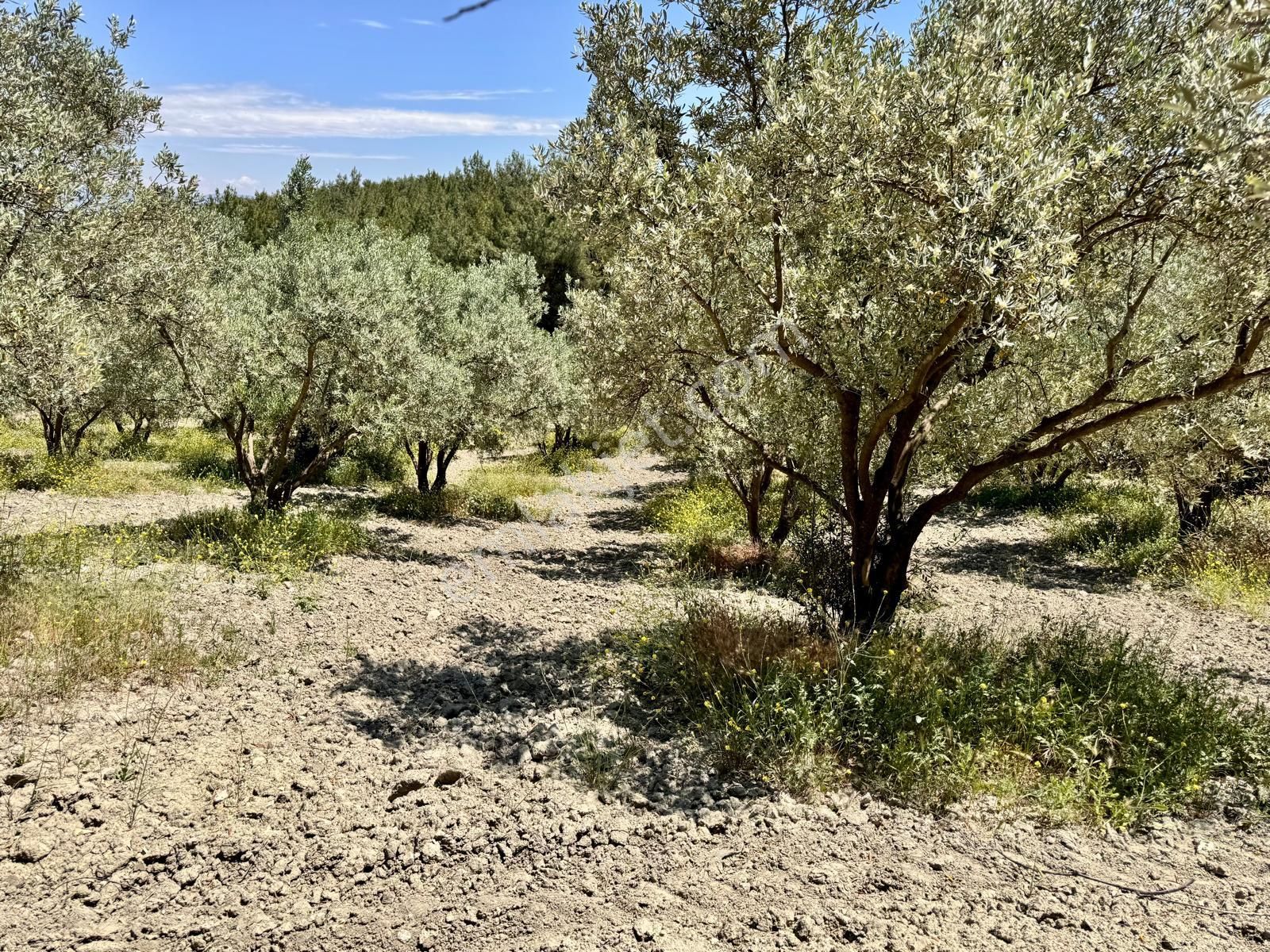 Manisa Gözlet De 5.800 M2 Zeytinlik , 140 Adet Trilye - Görsel 9