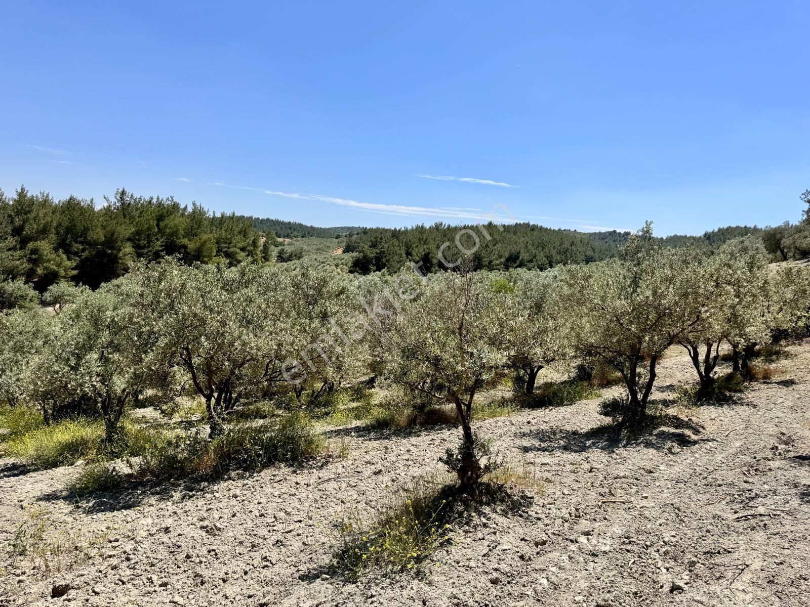 Manisa Gözlet De 5.800 M2 Zeytinlik , 140 Adet Trilye - Görsel 12