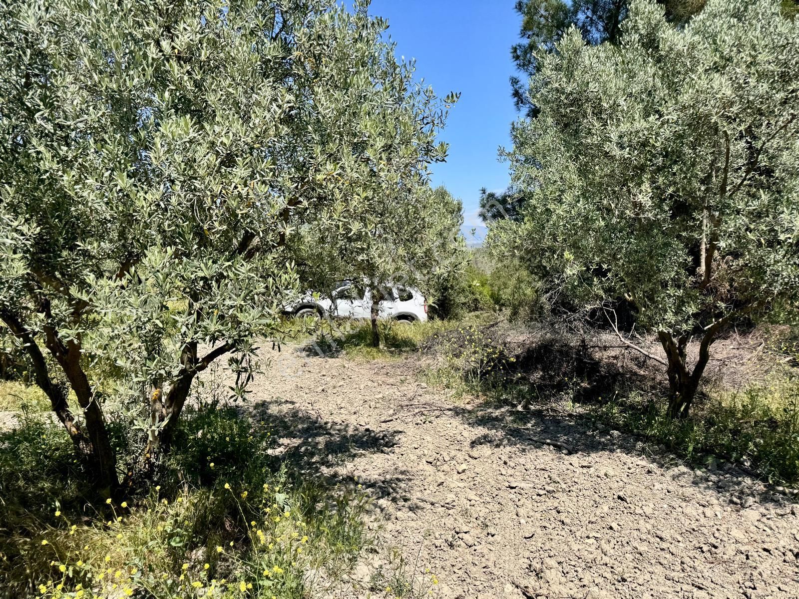 Manisa Gözlet De 5.800 M2 Zeytinlik , 140 Adet Trilye - Görsel 28