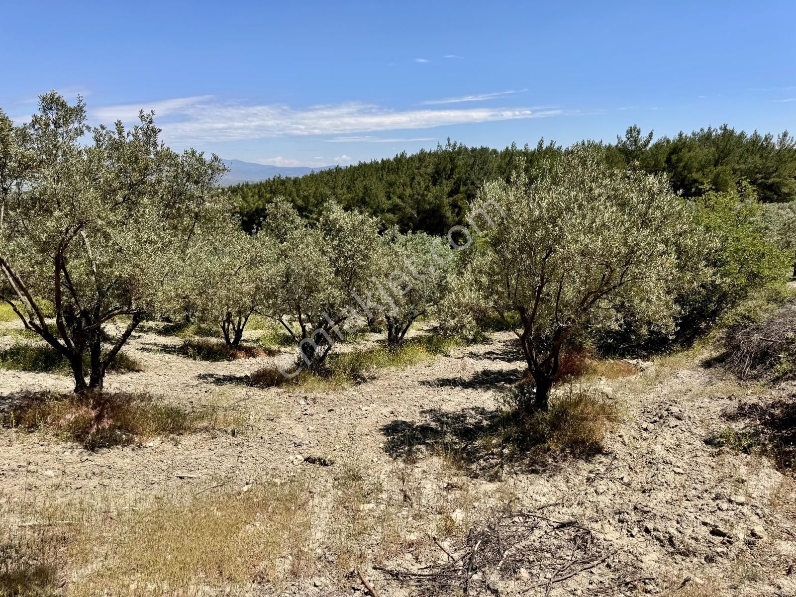 Manisa Gözlet De 5.800 M2 Zeytinlik , 140 Adet Trilye - Görsel 5