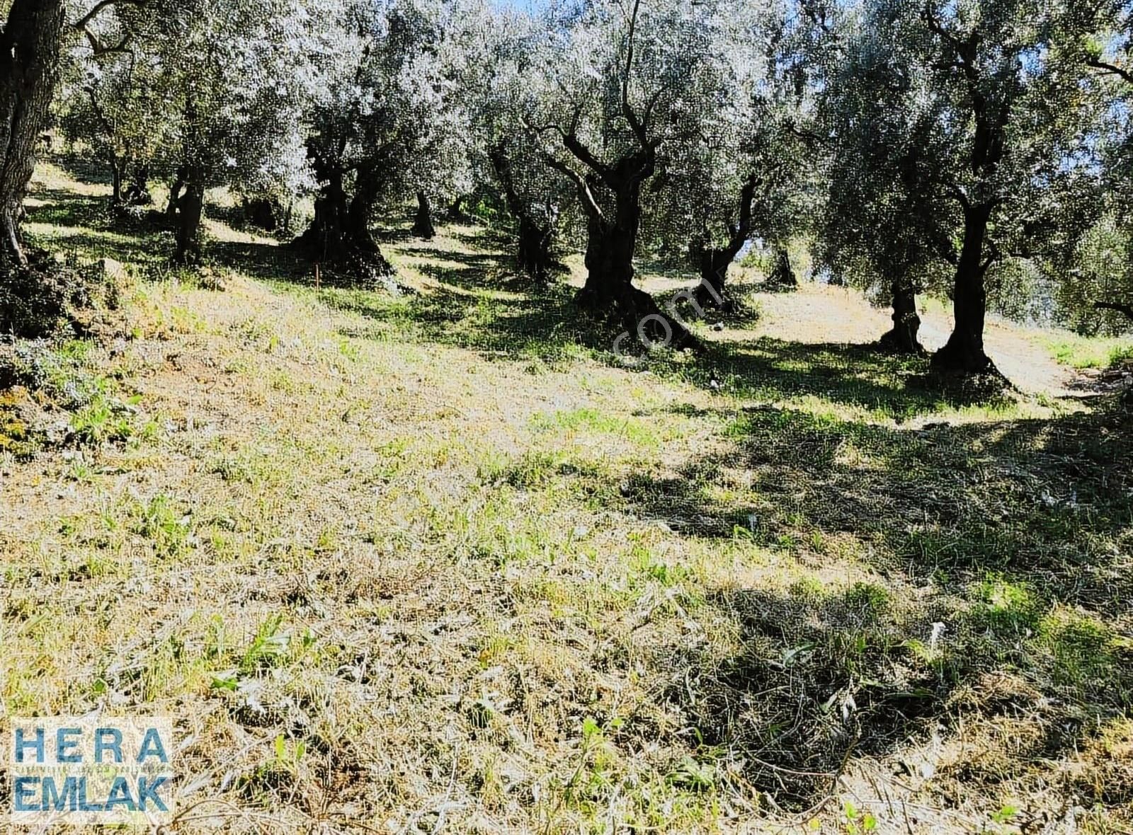 Kelepir Villa İmarlı Arsa Manzaralı, Asfalta Cephe Köşe Parsel - Görsel 13