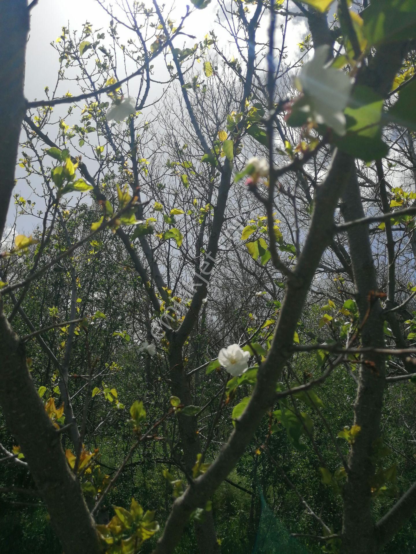 Şehir Emlak Dan Yeşildere Köyünde Satılık Bahçe - Görsel 2