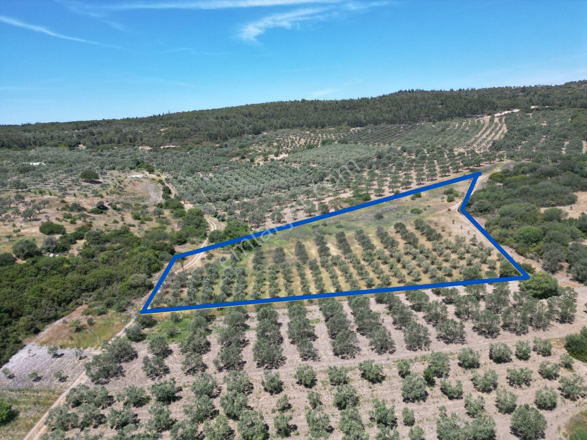 Çaltılıdere'de Kupon Satılık 4000m2