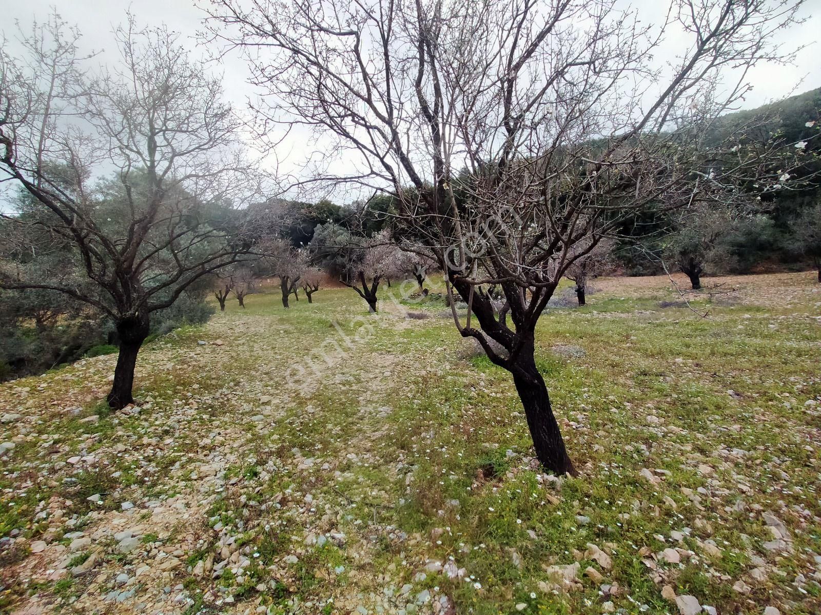 Datça Satılık Arazi Uygun Fiyatlı Sındı Zeytincik'te - Görsel 21