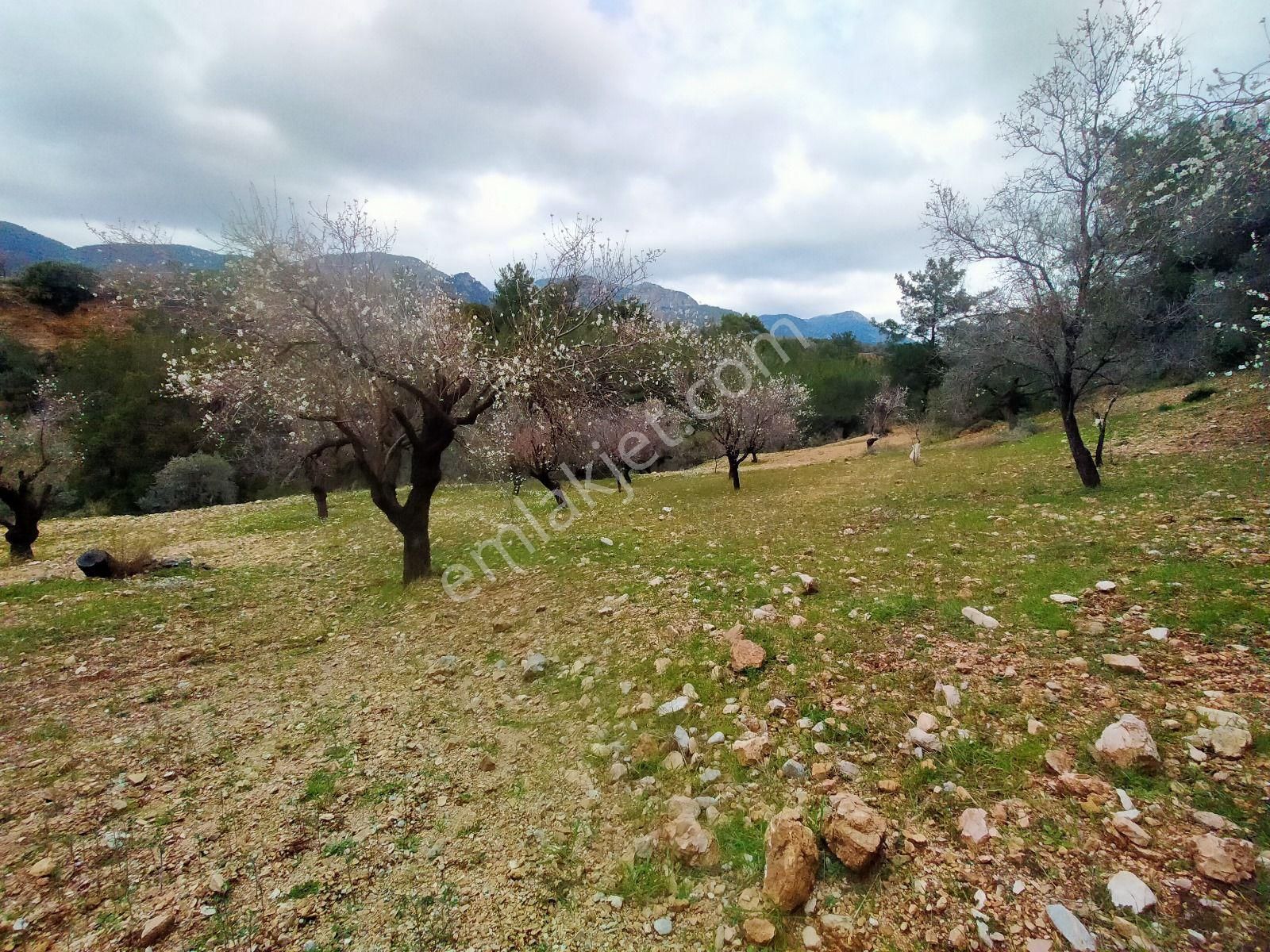Datça Satılık Arazi Uygun Fiyatlı Sındı Zeytincik'te - Görsel 20