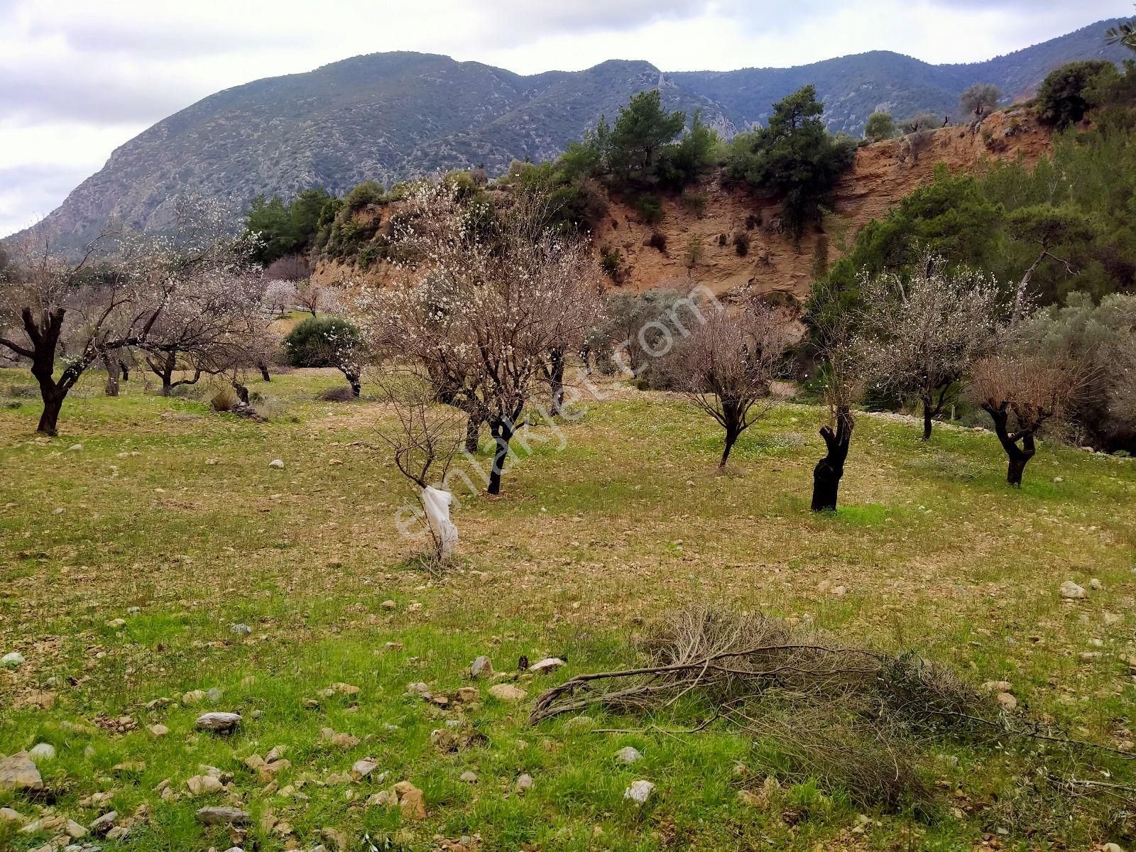 Datça Satılık Arazi Uygun Fiyatlı Sındı Zeytincik'te - Görsel 13