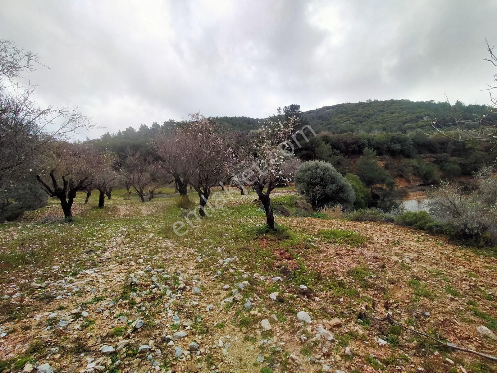 Datça Satılık Arazi Uygun Fiyatlı Sındı Zeytincik'te - Görsel 14