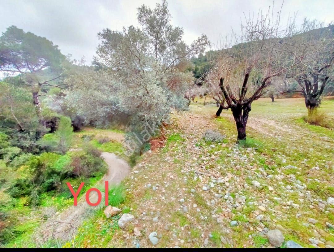 Datça Satılık Arazi Uygun Fiyatlı Sındı Zeytincik'te - Görsel 11
