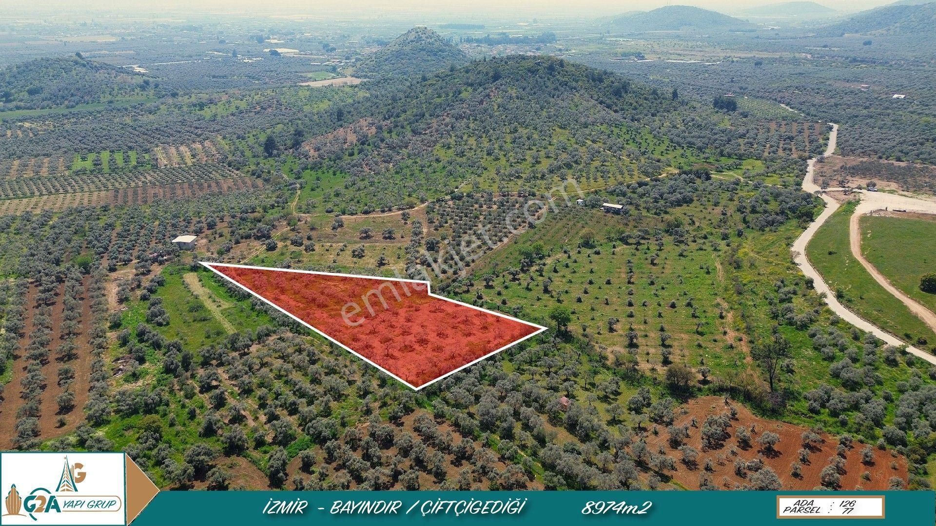 İzmir Bayındır Çiftçigediği’nde 8.974 M² Müstakil Zeytinlik – Projelik Yatırımlık Arazi!