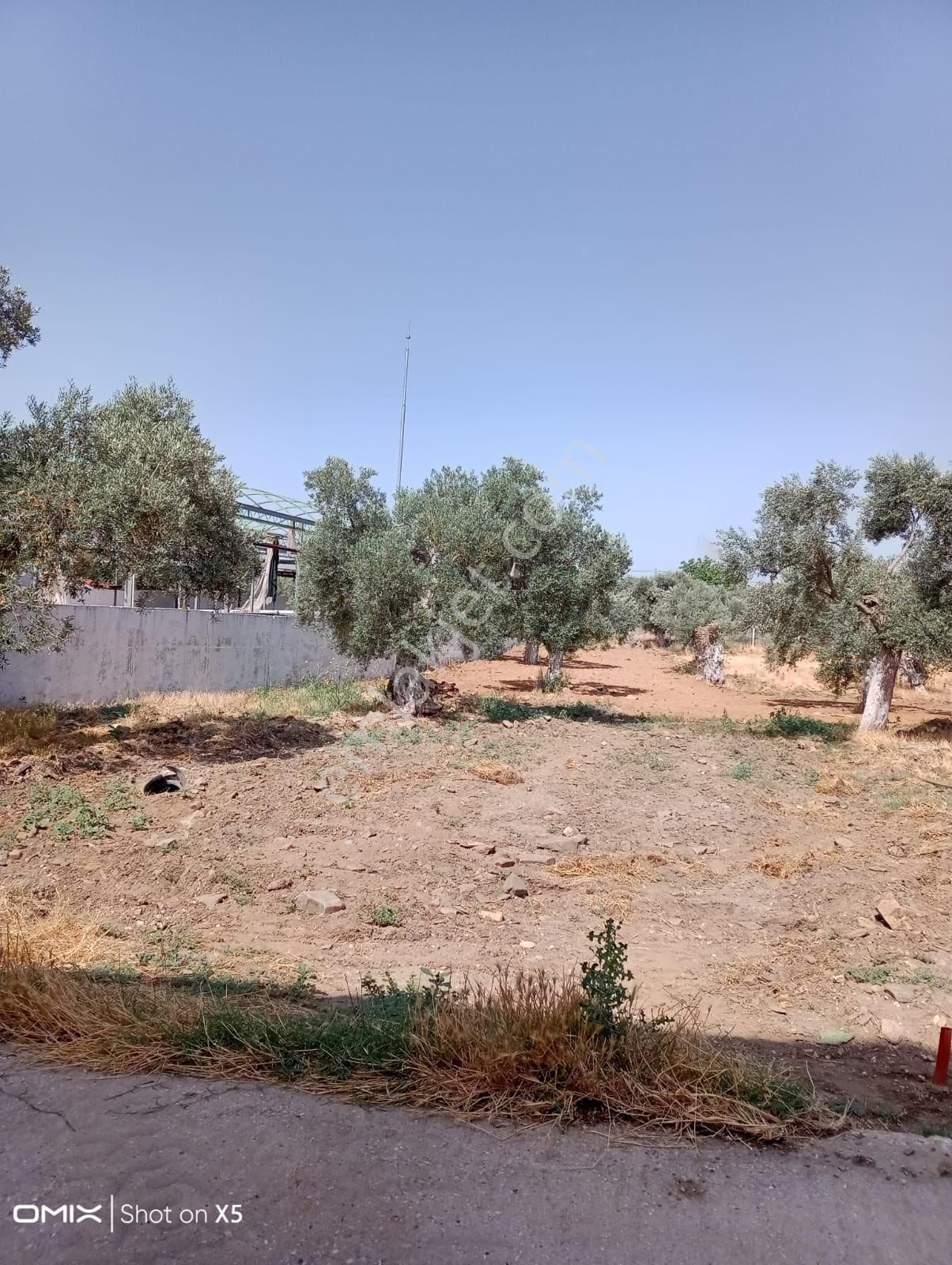 İzmir Bayındır Yakapınar Da Tek Tapu Zeytinlik!!! - Görsel 3