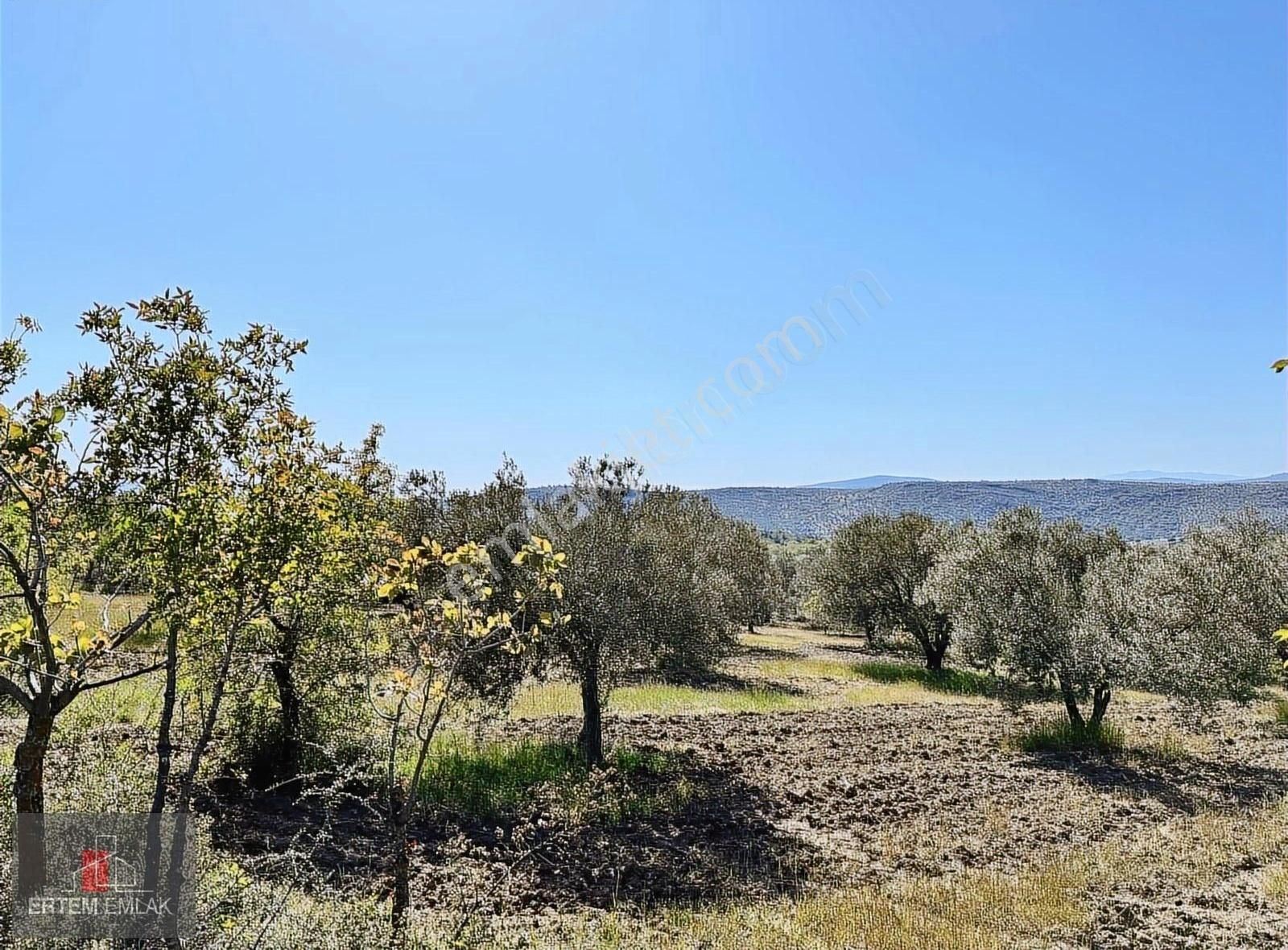 Manisa Yunusemre Akçaköy Satılık Zeytinlik 1900 M2