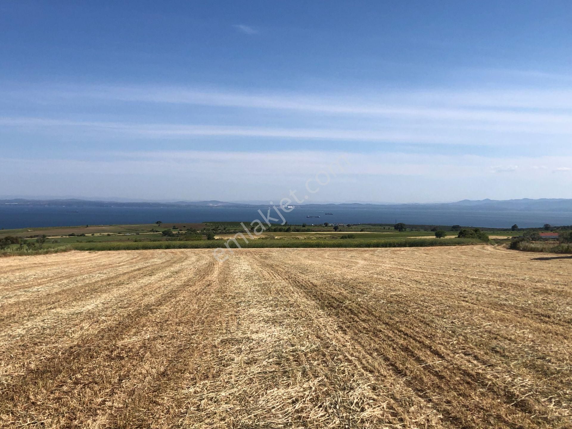 Şarköy De Işık Emlaktan Kızılcaterzi Mah De 5492 M2 Tarla