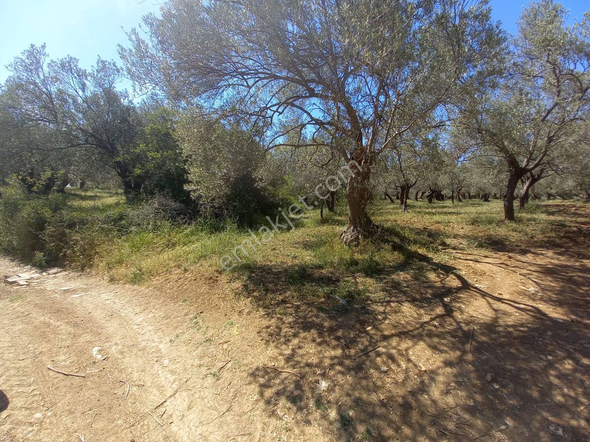 Kutal Emlak'tan Kalabak'ta Satılık Zeytinlik