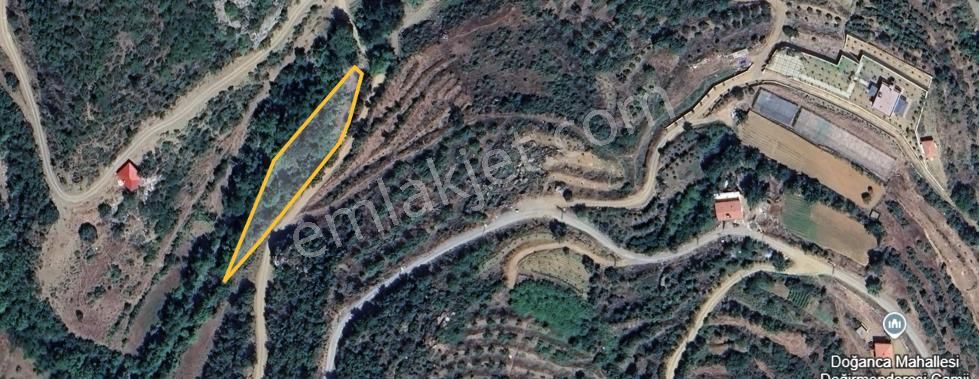 Doğanca Köyünde Uygun Fıyatlı Bahçe 1556 Mt