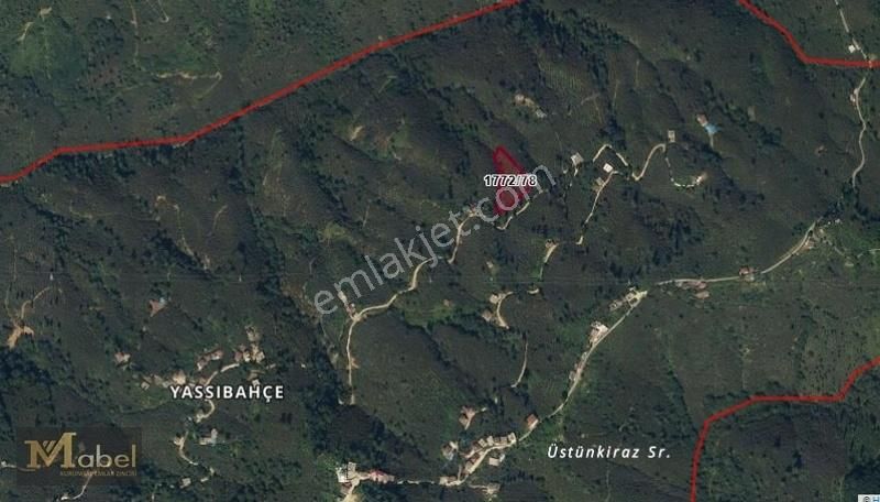 Fatsa Yassıbahçe Mahallesi Satılık 3600 M2 Fındık Bahçesi