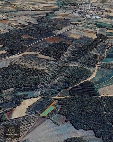 Kandıra Yusufça Köyü 1909m2 %5 İmarlı Fındık Bahçesi