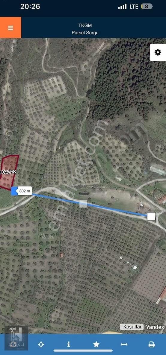 Çavdır Mahallesine 300 Metre Yakınında Zeytinlik