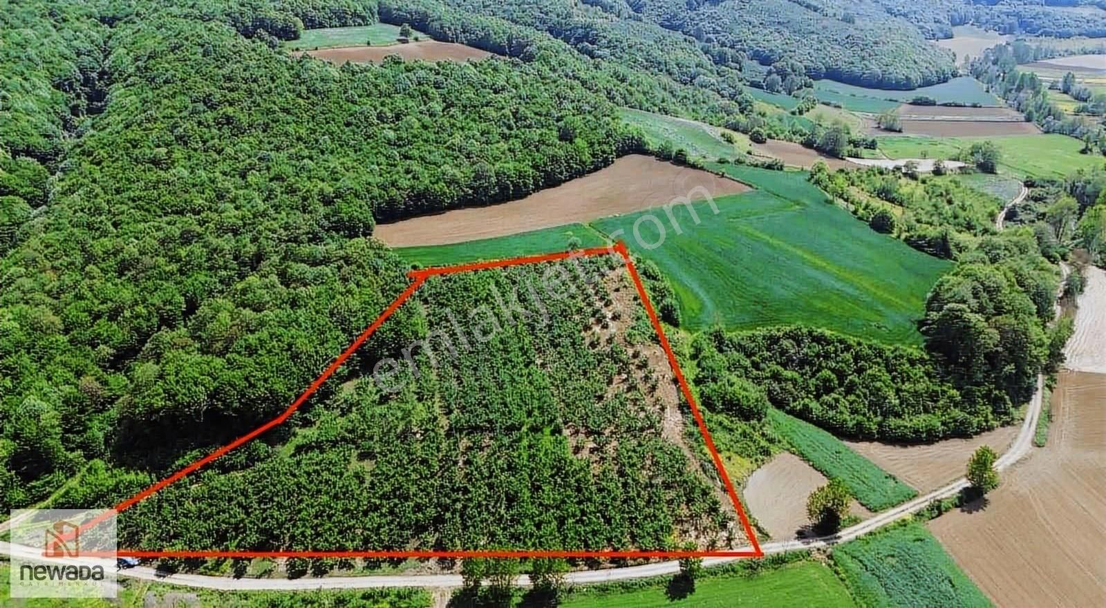 Adapazarı Korucuk Mah. 14,145 M2 Satılık Manzaralı Fındıklık