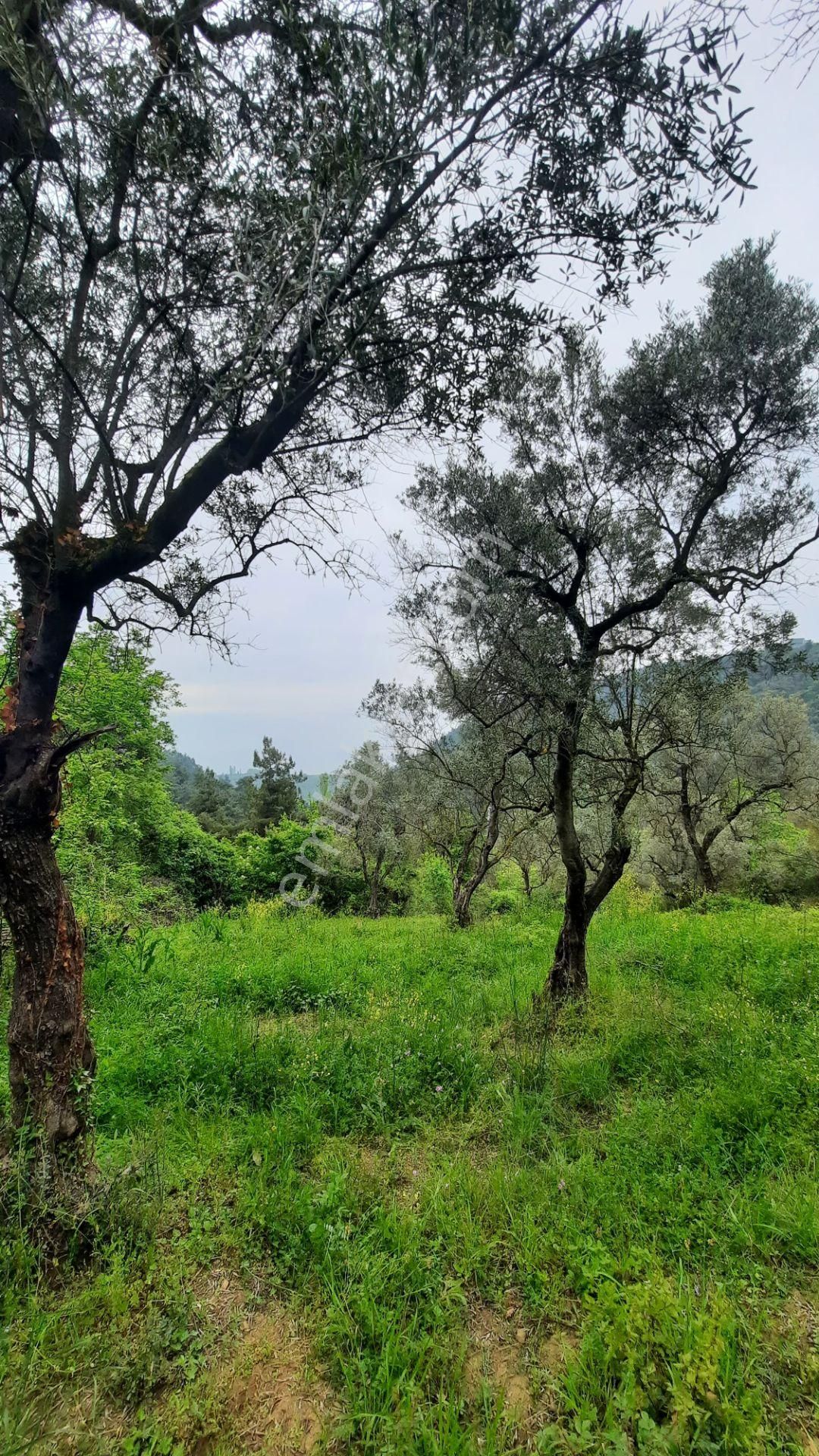 Sahibinden, Müştakil,göl Manzaralı