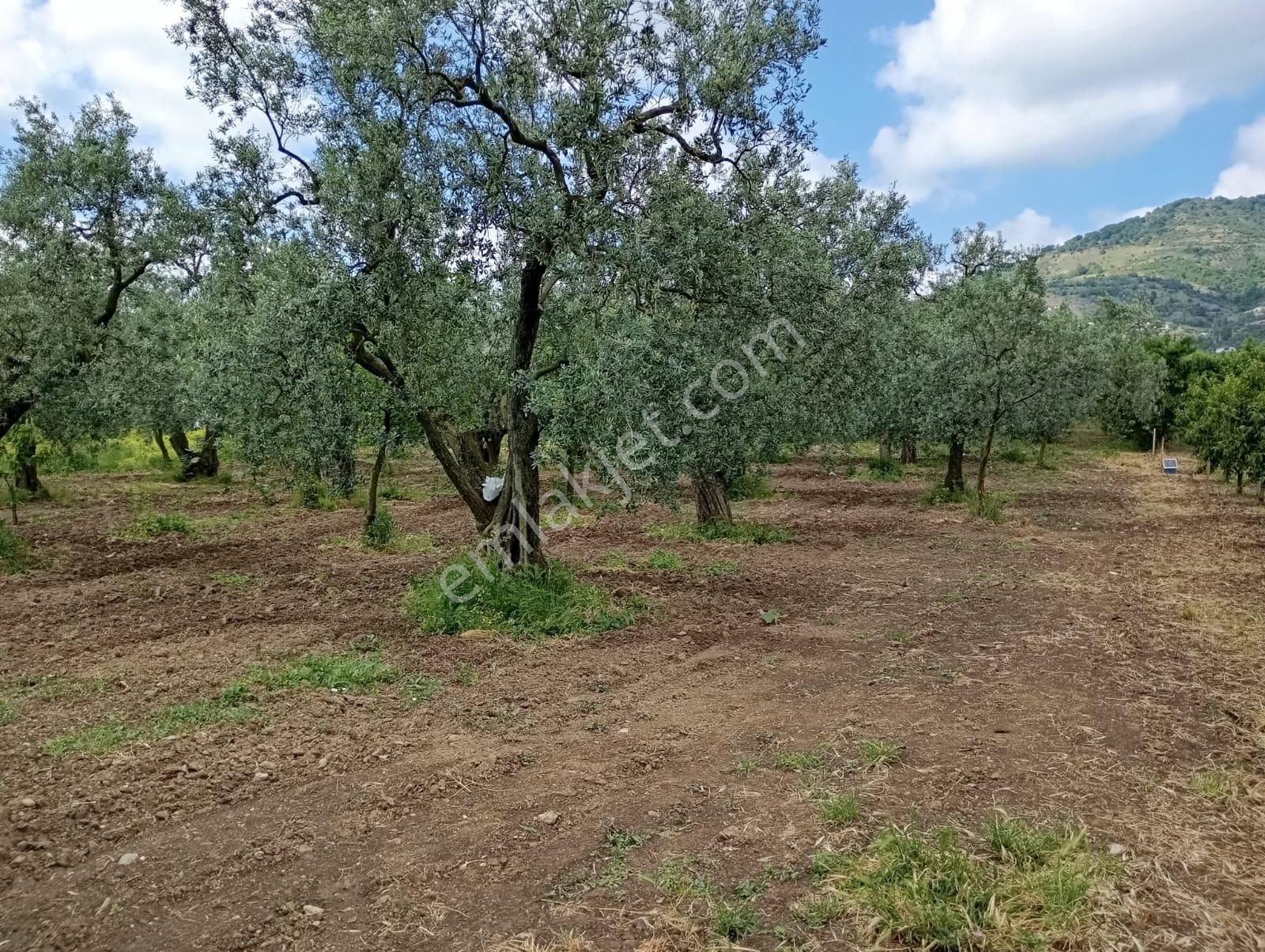 Orhangazi Keramet Köyü'nde 9958 M² Zeytinlik