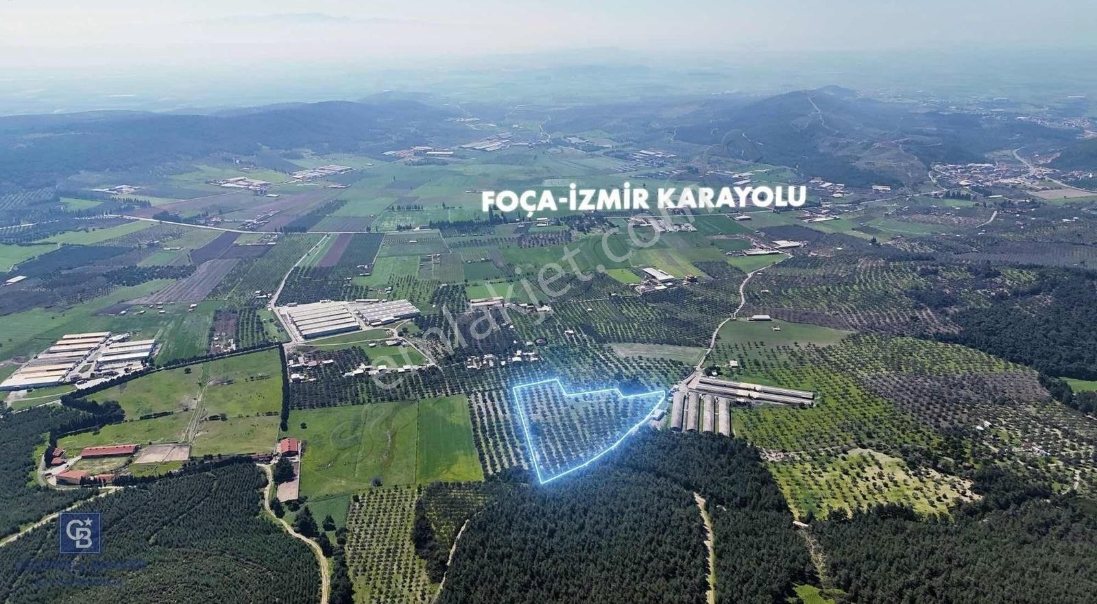 Foça Ilıpınar Yola Cephe 10 Dönüm Satılık Zeytinli Tarla