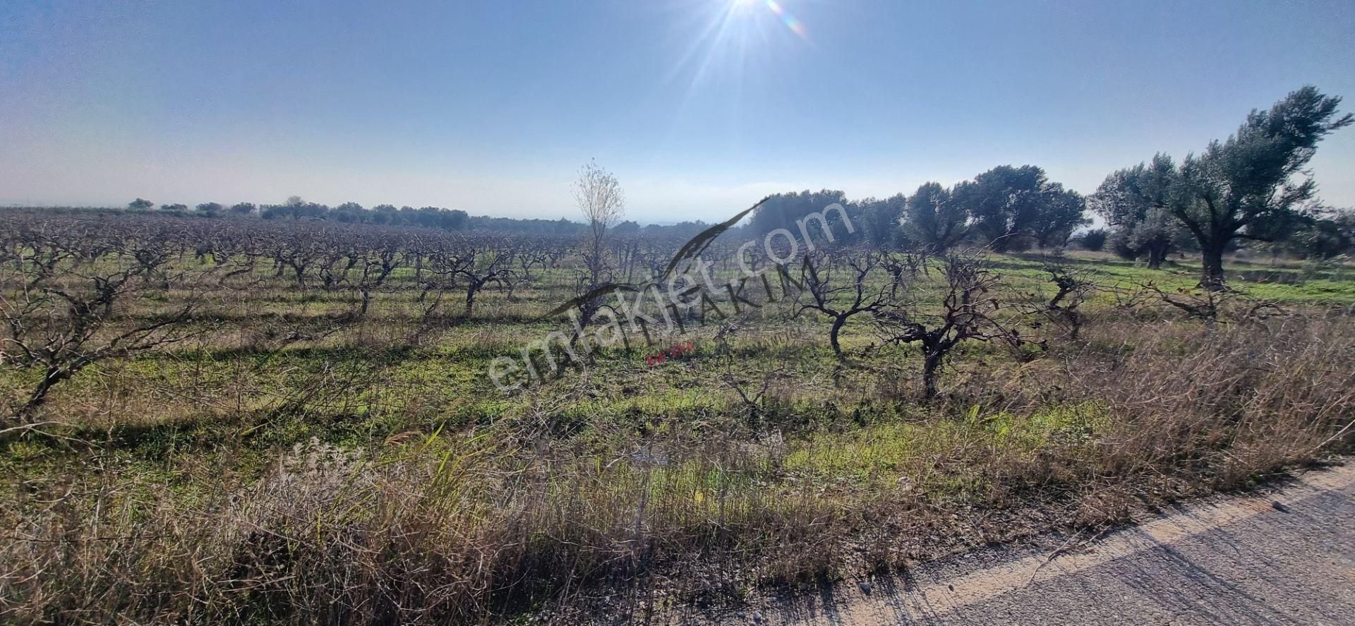 Manisa Şehzadeler Otoban Üstünde 6243 M2 Satılık Tarla