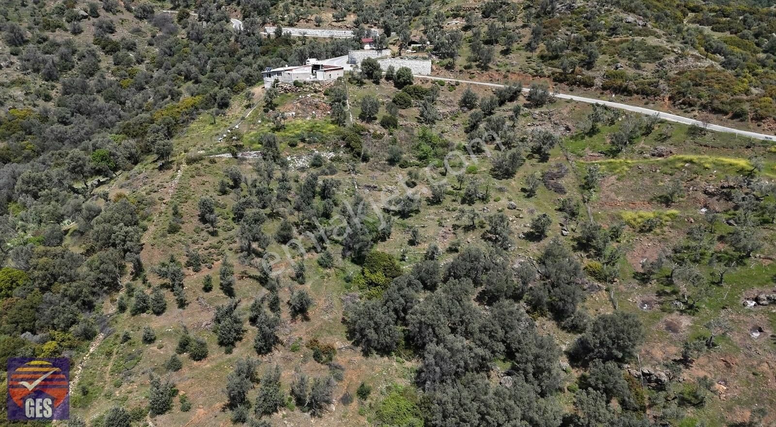 Orhanlı Da Manzaralı 5 Dönüm Zeytinlik Fırsatı Anayola 1 Parsel