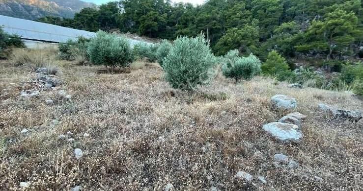Fethiye Bozyerde Satılık 882 M2 Tarla