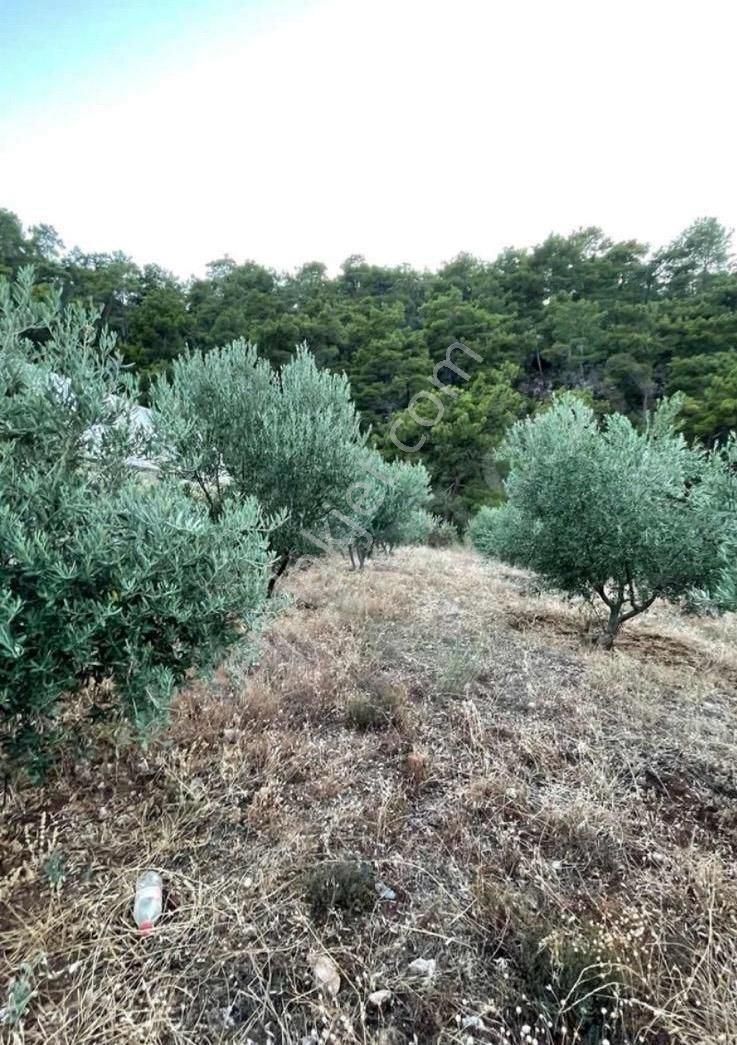 Fethiye Bozyerde Satılık 882 M2 Tarla