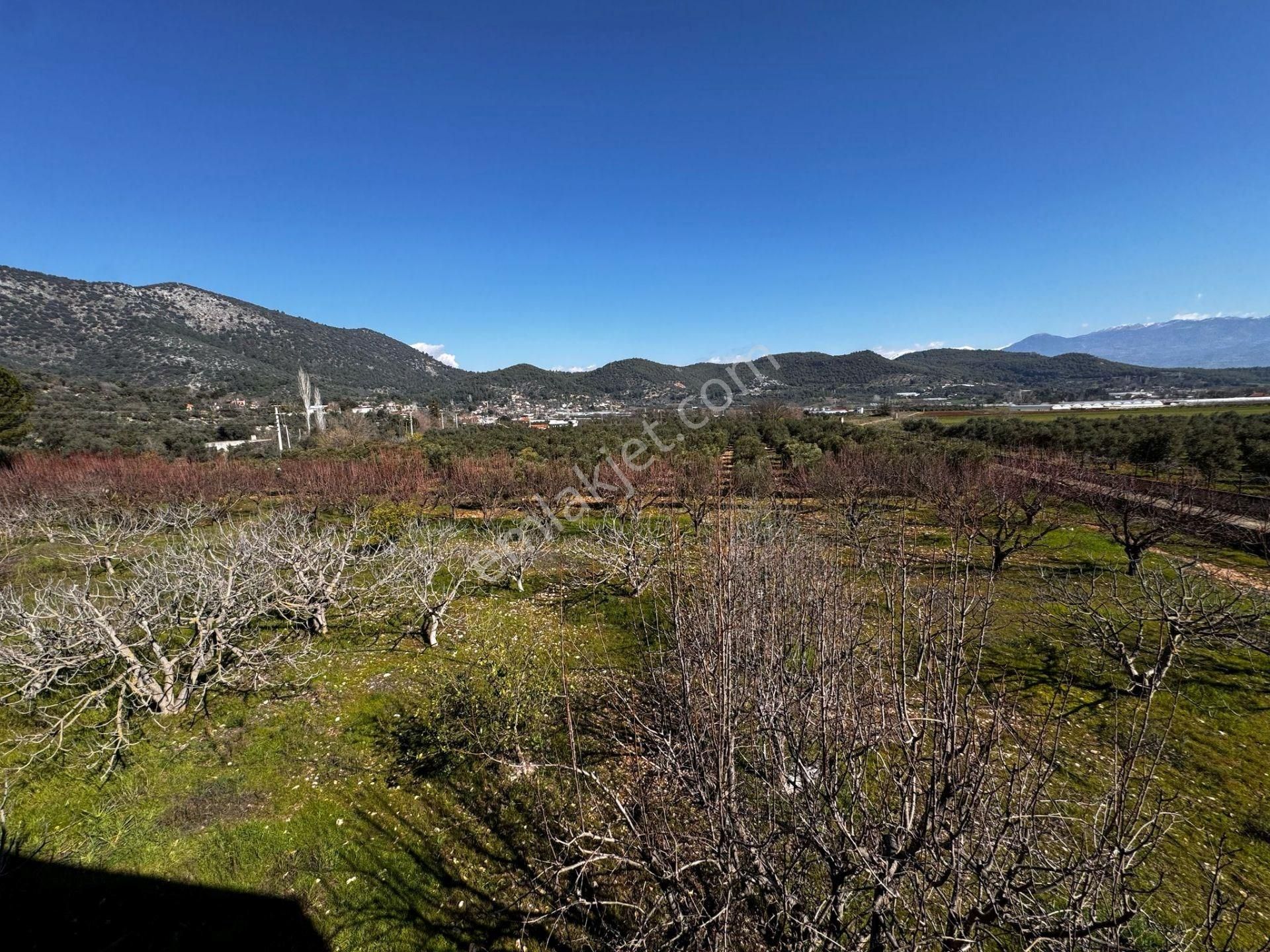 Satılık Tarım Arazisi Zeytin Bahçesi - Seydikemer, Kabaağaç Köyü