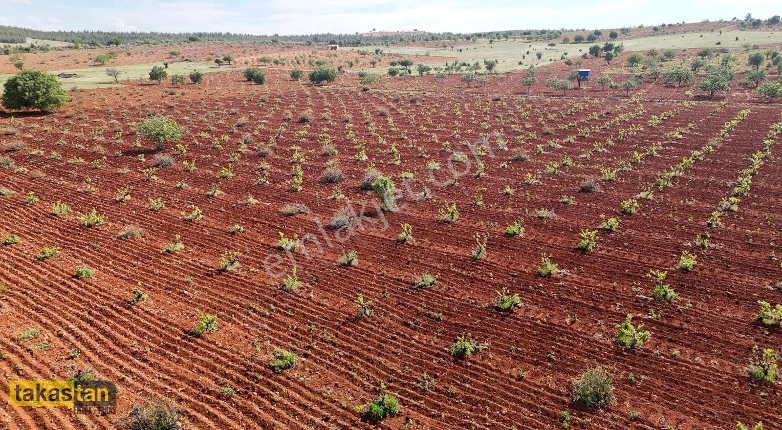 Suboğaz Sınırı Bilek Tapulu Resmi Yola Cepheli Ful Üzüm Bağı