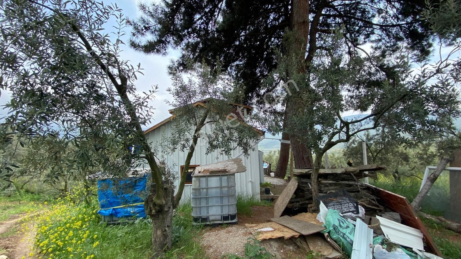 Umurbeyde Uygun Fiyata Satılık Zeytinlik (((içerisinde Ev Var ))) - Görsel 10