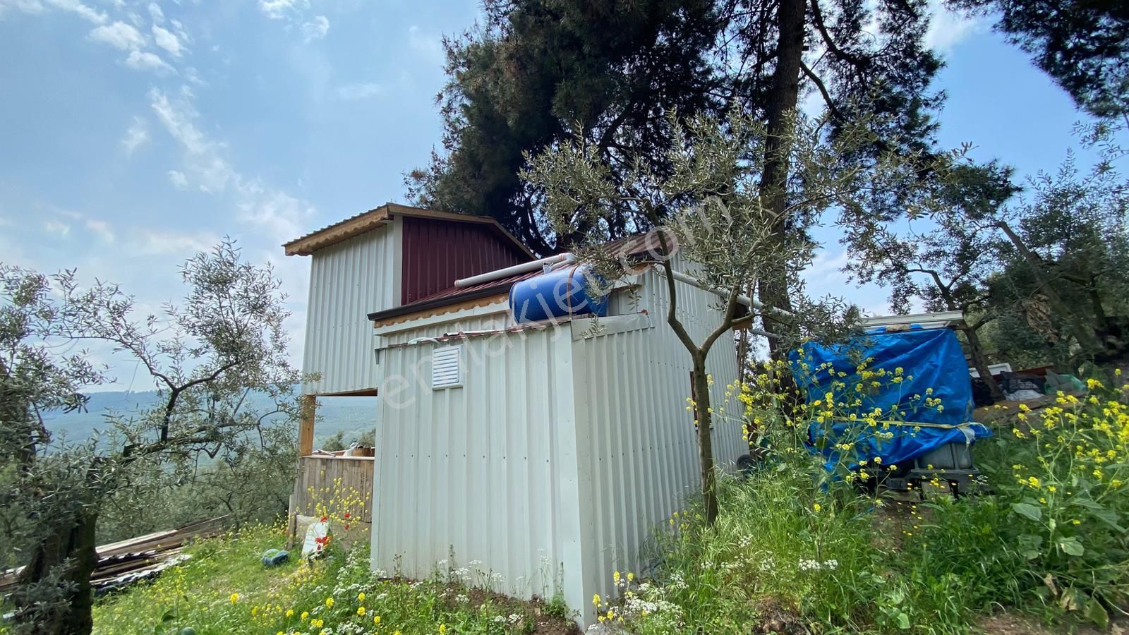 Umurbeyde Uygun Fiyata Satalık Zeytinlik (((içerisinde Ev Var )))