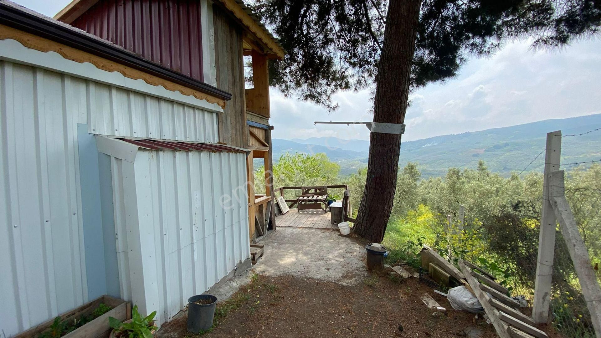 Umurbeyde Uygun Fiyata Satılık Zeytinlik (((içerisinde Ev Var ))) - Görsel 14