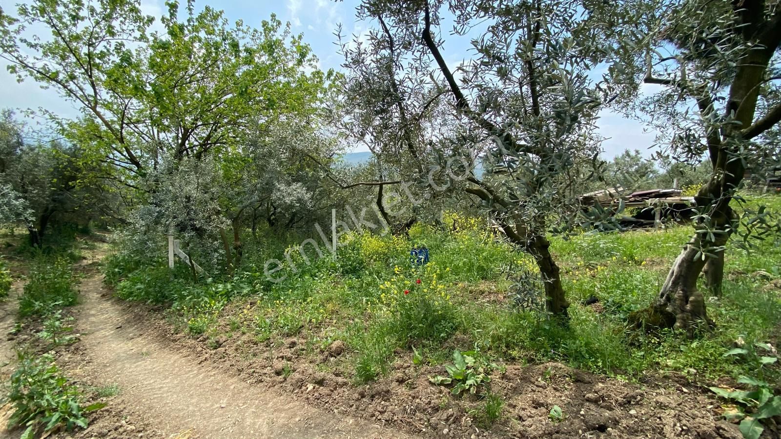 Umurbeyde Uygun Fiyata Satılık Zeytinlik (((içerisinde Ev Var ))) - Görsel 18