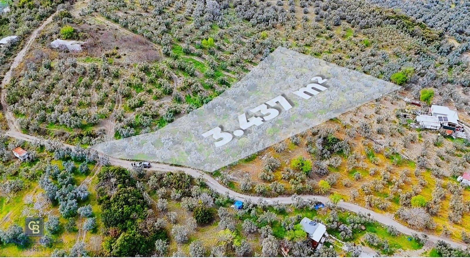 Mudanya Kumyaka'da Kadastro Yoluna Cephe Zeytinlik