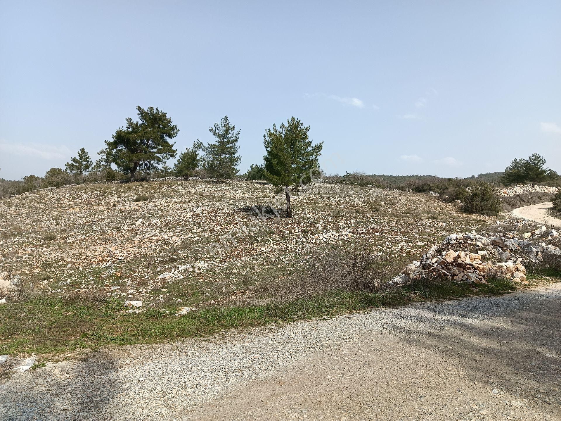 Muğla Menteşe Yerkesik Mah.satılık 8703 M2 Tarla