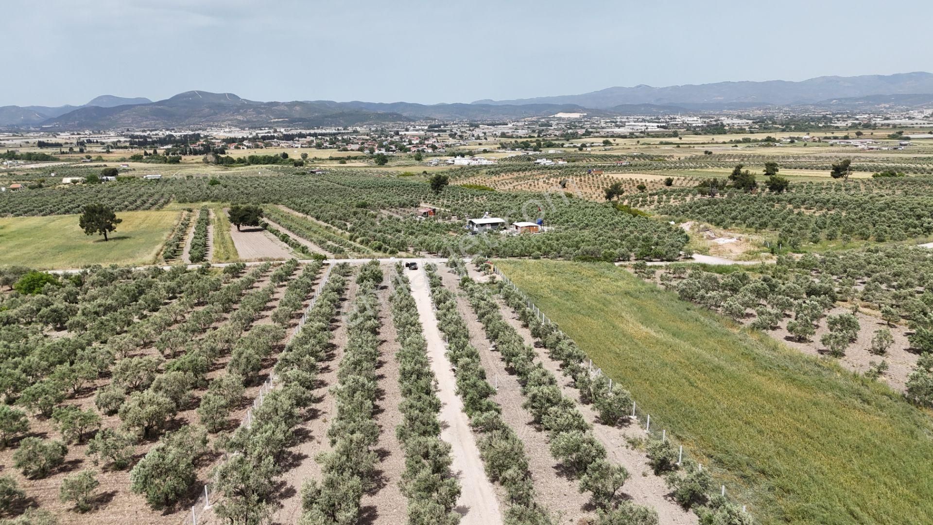 İzbana 2 Dk Mesafede Satılık Tapulu 252 M2 Etrafı Çevrili Zeytin Bahçesi