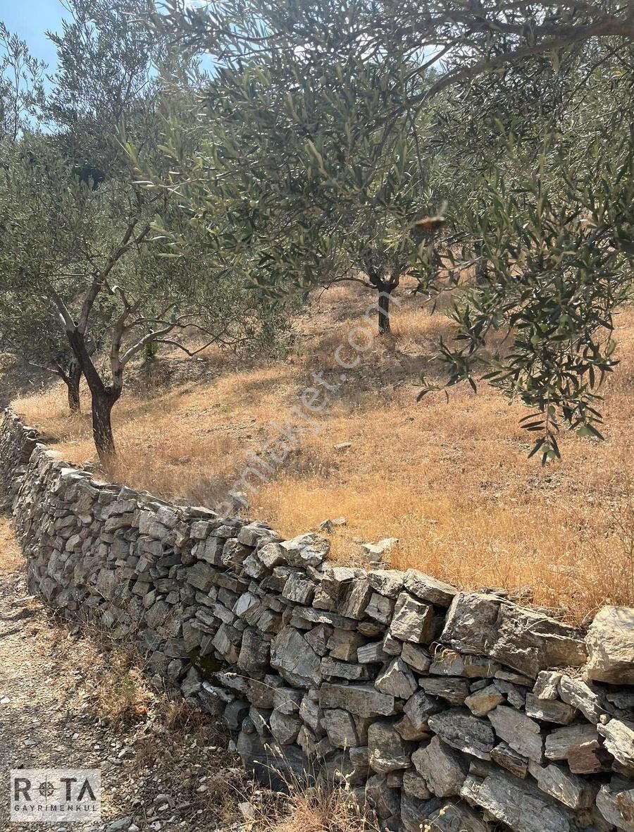 Altınoluk-kavlaklar-deniz Manzaralı-7 Dönüm Zeytinlik-rota