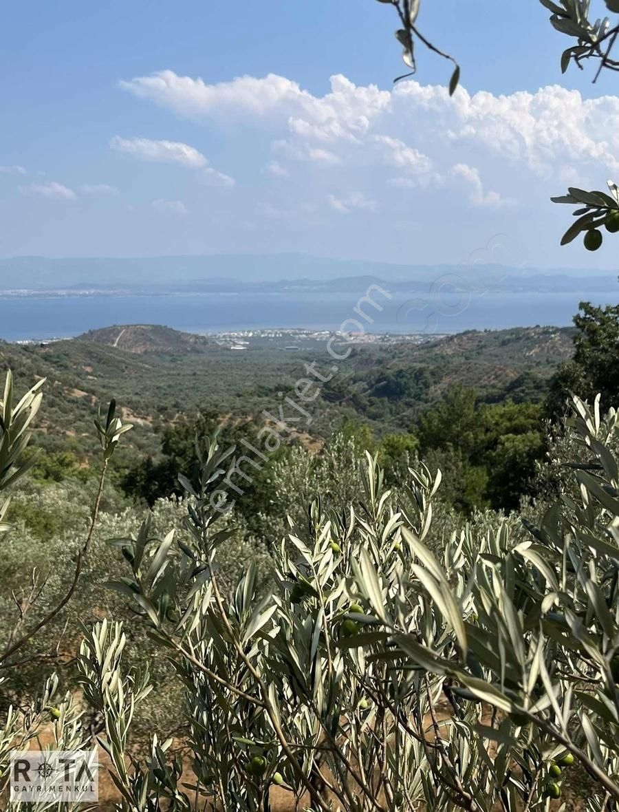 Altınoluk-kavlaklar-deniz Manzaralı-7 Dönüm Zeytinlik-rota - Görsel 2