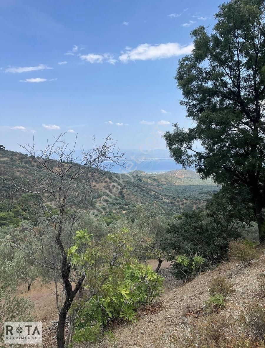 Altınoluk-kavlaklar-deniz Manzaralı-7 Dönüm Zeytinlik-rota - Görsel 13
