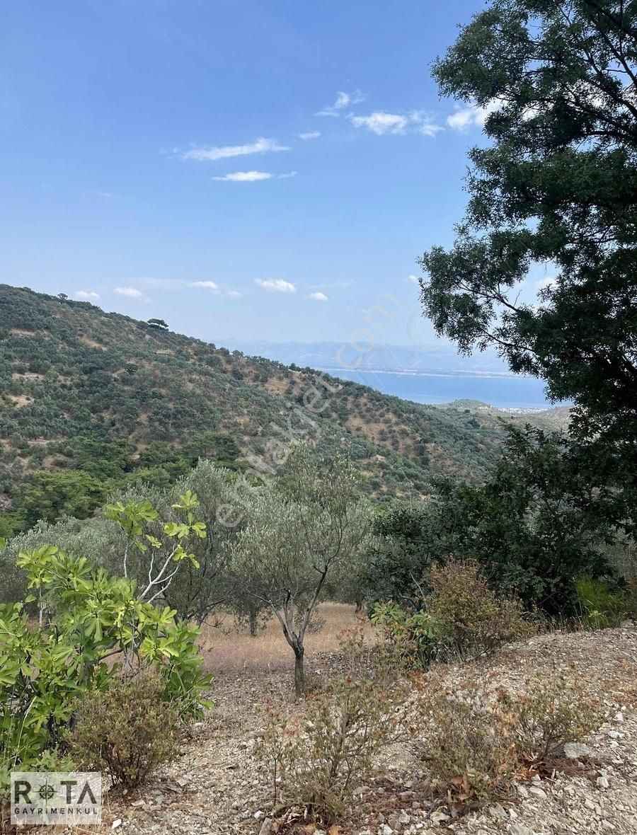 Altınoluk-kavlaklar-deniz Manzaralı-7 Dönüm Zeytinlik-rota - Görsel 21