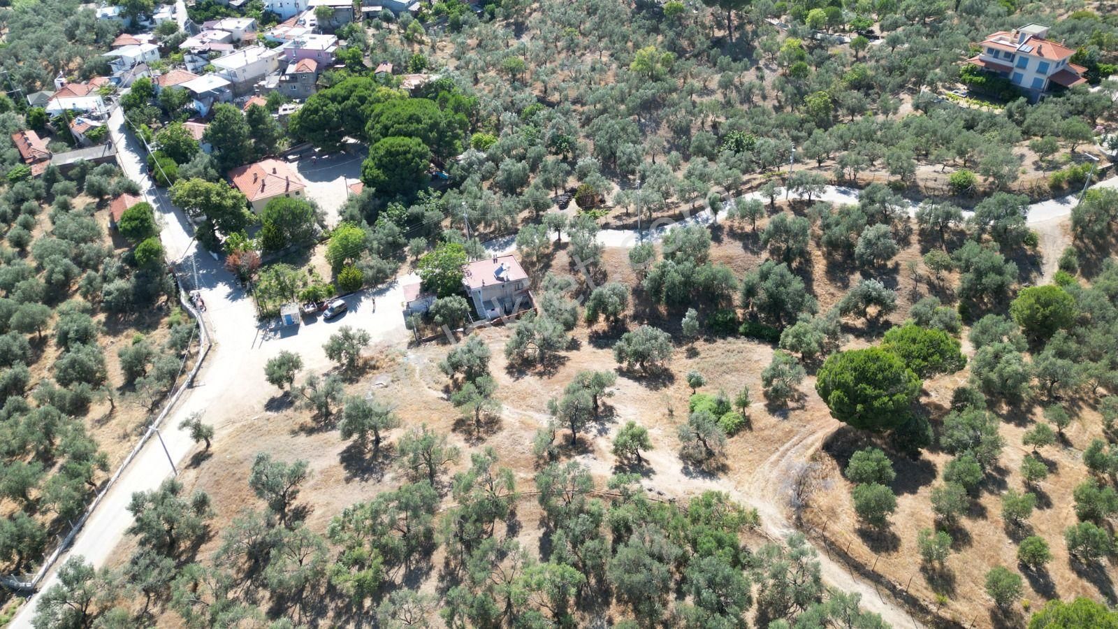 Sabri Pınarbaşı 'dan Güre 'de Satılık Arsa + Zeytinlik İmarın İçinde