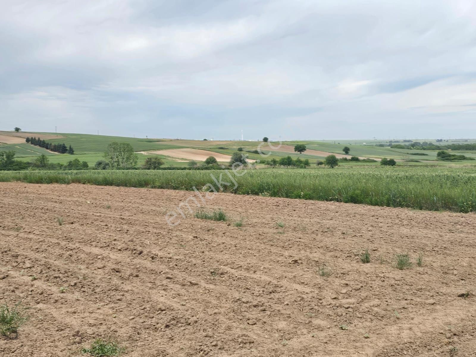 Tekirdağ Ergene Ulaş’ta 1.937 M2 Tek Tapu Satılık Tarla