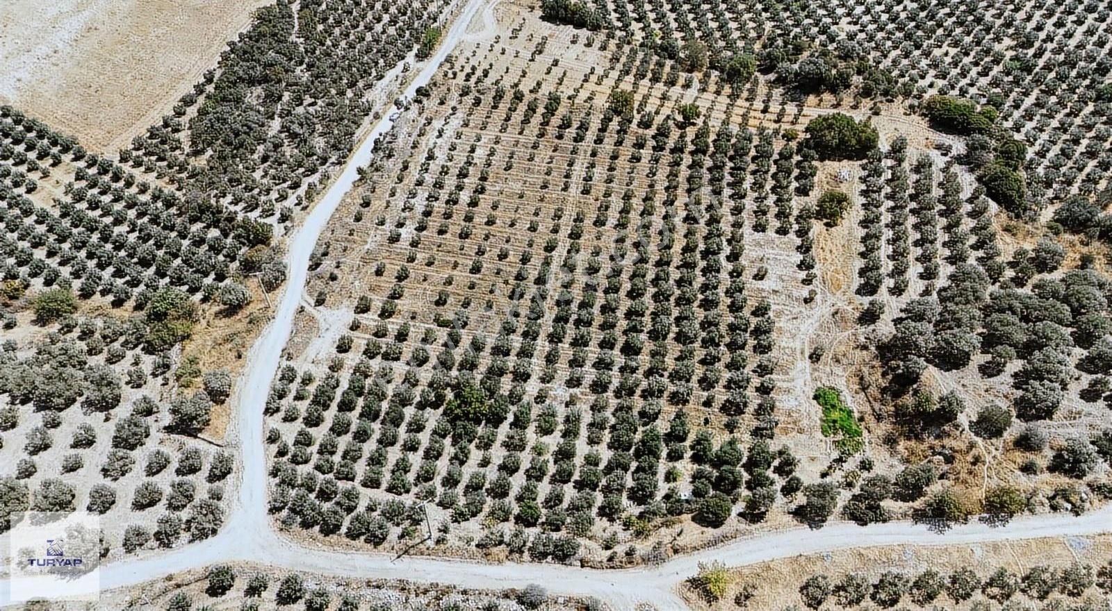 Full Takasa Açık Didim'de 20 Dönüm Tarla