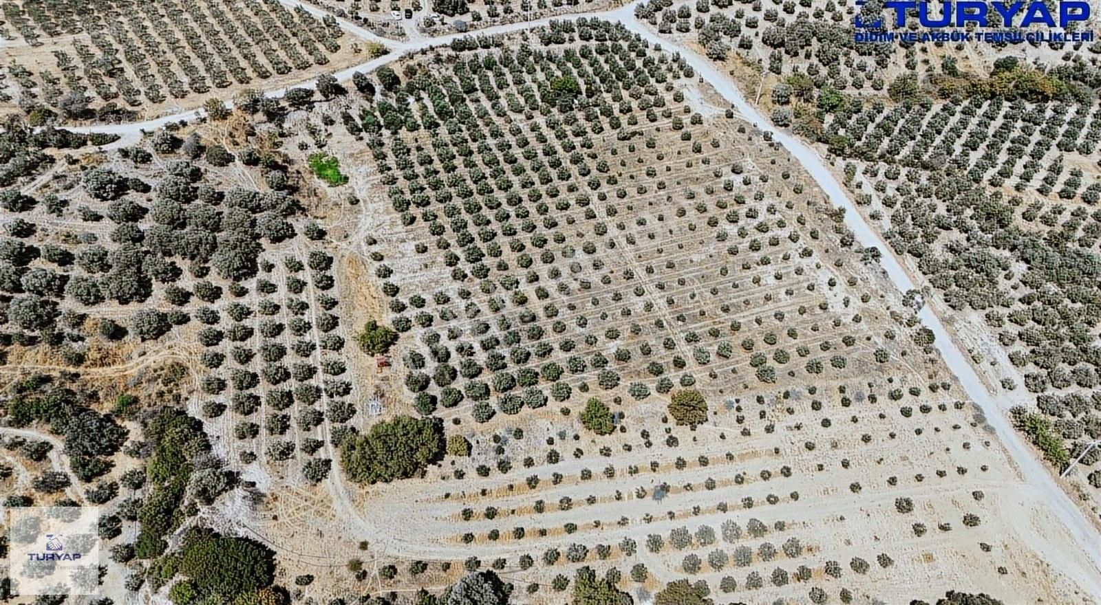 Full Takasa Açık Didim'de 20 Dönüm Tarla - Görsel 6