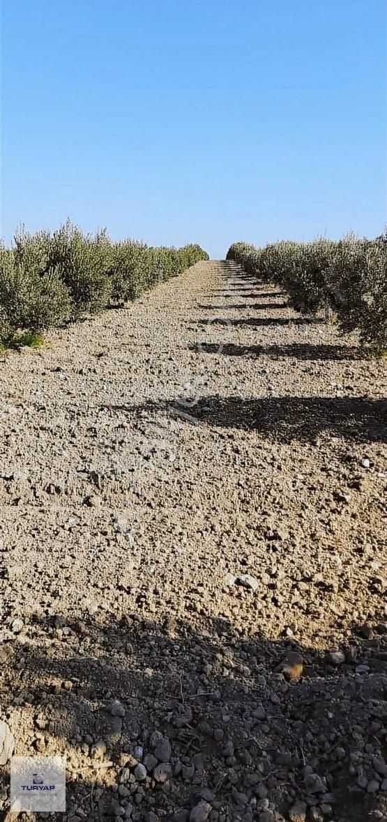 Full Takasa Açık Didim'de 20 Dönüm Tarla - Görsel 4