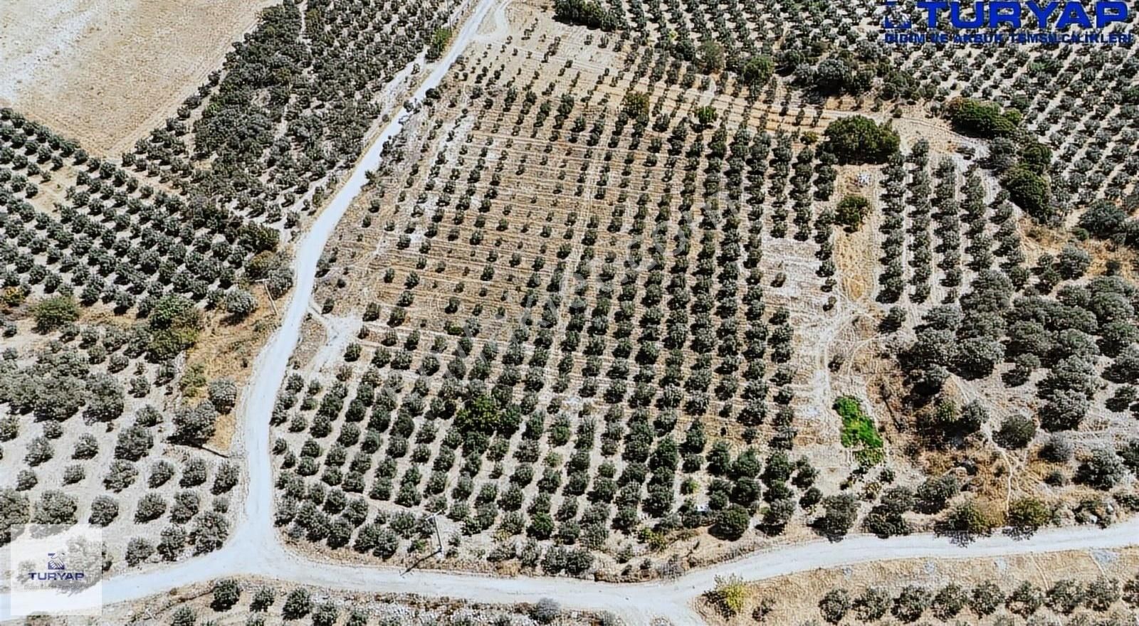 Full Takasa Açık Didim'de 20 Dönüm Tarla - Görsel 5
