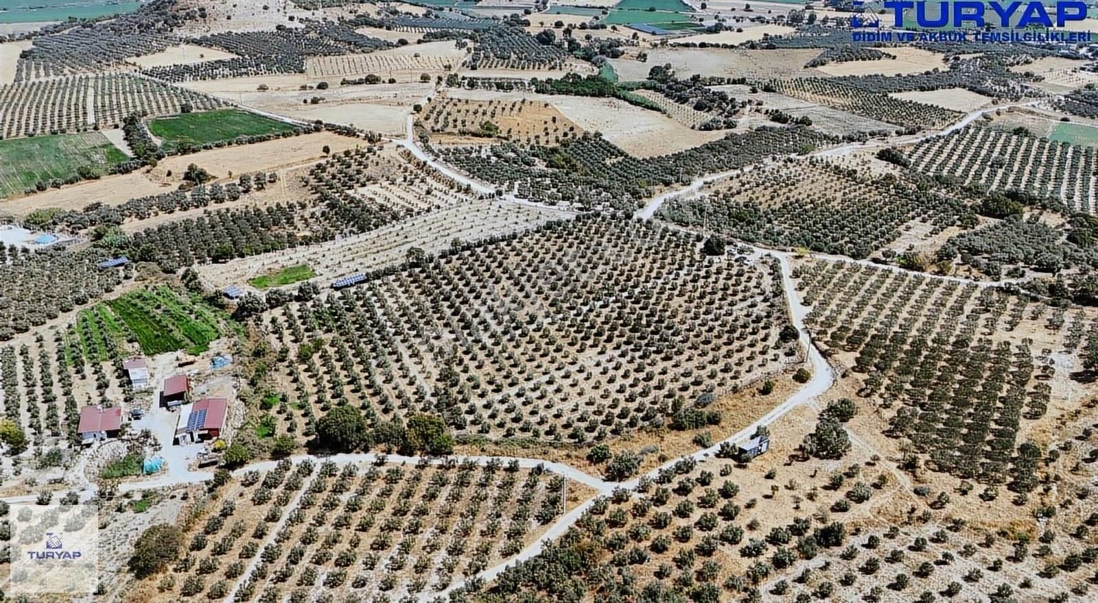 Full Takasa Açık Didim'de 20 Dönüm Tarla - Görsel 11